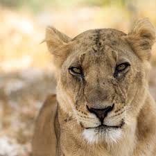 Lion Facts - FOUR PAWS UK - Animal Charity - Animal Welfare Organisation
