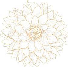Vector Dahlia Flower Vector Colourbox Flower Drawing Dahlia Flower Tattoos Drawings