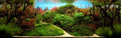 Seiryu stone aquascape rock ada aquarium fish plant shrimp driftwood. The Top 10 Most Beautiful Freshwater Aquascapes Of 2012 Fpsbutest
