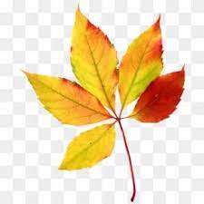 Maple Leaf Clipart 5 Leave Watercolor Fall Leaves Clipart Png Transparent Png Watercolor Leaves Watercolor Splash Png Leaves Vector