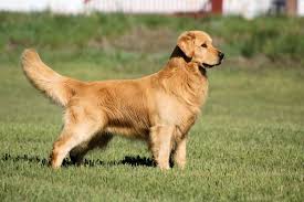 Image result for golden retriever