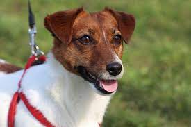 There are many parson russell terriers and jack russell terriers that are named eddie in honor of the quirky little dog on the beloved sitcom frasier. The Best Jack Russell Terrier Names Male Female Dog Names