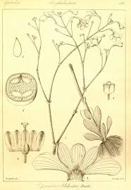 Image result for Dopatrium dortmanna