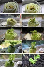Drew Canole On Twitter Regrow Vegetables Growing Celery Growing Vegetables