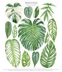 Monstera adansonii vs obliqua : Monstera Species Poster On Behance