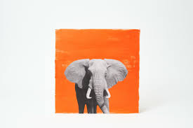 Warum Sollten Wir Angst Vor Grossen Tieren Haben Limited Edition Superflex