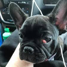 Bromberg said it was less than 50 percent in the cases she's seen. French Bulldog Cherry Eye Explained What Is It And How To Treat It French Bulldog Bulldog Training Bulldog