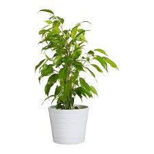Ikea Us Furniture And Home Furnishings Tall Indoor Plants Plants Indoor Plants