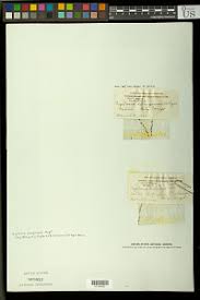 Image result for Digitaria compressa