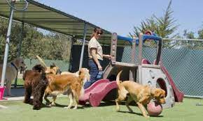 How To Start Up A Boarding Kennel Start Up Donut