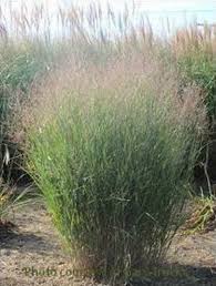 Image result for Panicum aequinerve