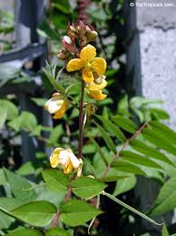 Image result for Senna occidentalis