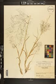 Image result for Sporobolus tenuissimus