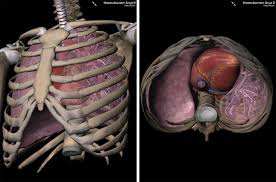 The heart is located under the rib cage, to the left of your breastbone (sternum) and between your. Visible Body The Thoracic Cage Protects Some Of The Most