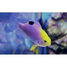 Image result for Bolusiella talbotii