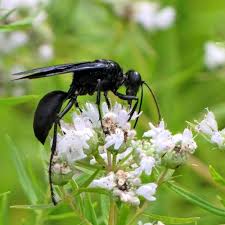 Big Black Bug That Looks Like A Wasp Great Black Wasp Family Sphecidae Wasp Types Of Bees Native Plants