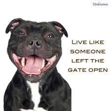 Live Like Someone Left The Gate Open Staff Bull Terrier American Pitbull Terrier Pitbull Facts