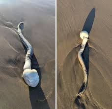 What is this found on a beach in Mazatlan Mexico