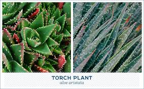 Maybe you would like to learn more about one of these? 20 Popular Types Of Succulents Ftd Com