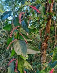 Image result for Helixanthera