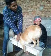 Thinking of getting a labrador puppy? Where Can You Get A Good Labrador Puppy In Thane And What Will Be The Price Range Of One Quora