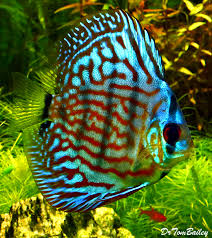 The ember tetra is an eye catching fish that will light up any aquarium, and its temperament makes it a great choice for any community tank. Ember Tetra For Sale Aquariumfish Net