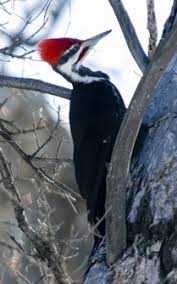 Alaska, c and s canada, n and w usa; Pileated Woodpecker Montana Audubon