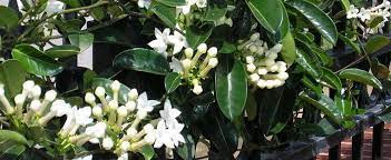 Stephanotis floribunda, eller madagaskar jasmin, er et let voksende husplante med duftende blomster. Stephanotis Species Bridal Wreath Hawaiian Wedding Flower Madagascar Jasmine Stephanotis Floribunda