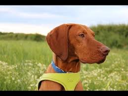 The hungarian vizsla, the hungarian pointer, or simply vizsla, is a dog that has excelled in hunting for years. Buddy 11 Month Old Hungarian Vizsla 2 Weeks Intensive Dog Training Youtube