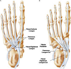 They calculated the cross sectional area of the plantar intrinsic foot muscles, from the calcaneus to the maximum diameter of the sesamoid bones. The Foot Core System A New Paradigm For Understanding Intrinsic Foot Muscle Function British Journal Of Sports Medicine