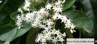Image result for Ehretia cymosa