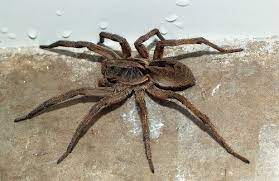 Aranha de jardim imagens grátis. Aranha De Grama Especies De Aranhas Aranha De Jardim Armadeira