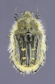 Image result for Tropinota hirta