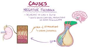 Image result for Cushing Response