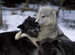 Can You Live Safely Among Wolves Wolf Love Wolf Wolf Pictures
