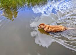 Adopt golden retriever dogs in california. Norcal Golden Retriever Rescue Home Facebook