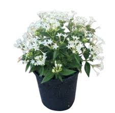 Image result for Pentas lanceolata