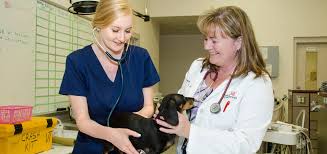 Animal care center blue ash. Veterinary Technology Department University Of Cincinnati
