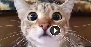 Cat Watches A Horror Movie Now Wait Until You Hear The Screams Hysterical Cat Watch Funny Cat Compilation Cat Pics