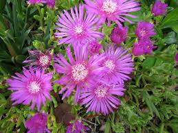 Image result for Lampranthus spp.