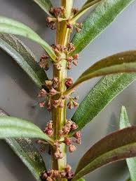 Image result for Schoenoplectus muriculatus