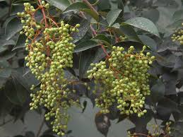 Image result for Pycreus flavidus