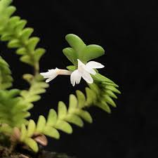 Image result for Angraecum minus