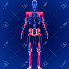 Anatomy 3d atlas allows you to study human anatomy in an easy and interactive way. Human Skeleton System Appendicular Skeletal Anatomy 3d Illustration Stock Photo Picture And Royalty Free Image Image 153136086