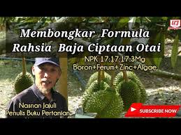 Pembajaan perlulah dilakukan sekali dalam 2 atau 3 bulan dengan baja subur npk 15.15.15 untuk membantu percepatkan pertumbuhan pokok durian. Live On Facebook Pembangunan Tanaman Durian Musang King Berkualiti Untuk Pasaran Litetube