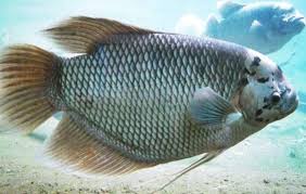 Check spelling or type a new query. Jenis Dan Harga Ikan Gurame Terbaru Hari Ini Juli 2021