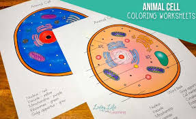 Plant cell coloring answer key. Biology Animal Cell Coloring Key Coloring Pages For Kids