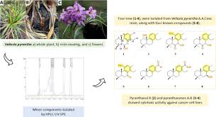 Image result for Cleistanthus schlechteri