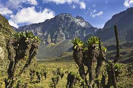 On reach the international airport in entebbe, you will be gladly received by a delegate from uganda safaris who will drive you to your hotel. Rwenzori Mountains National Park Uganda Hiking Tours