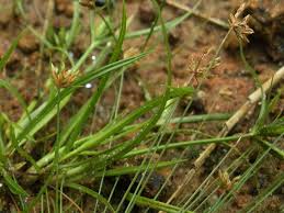 Image result for Bulbostylis densa